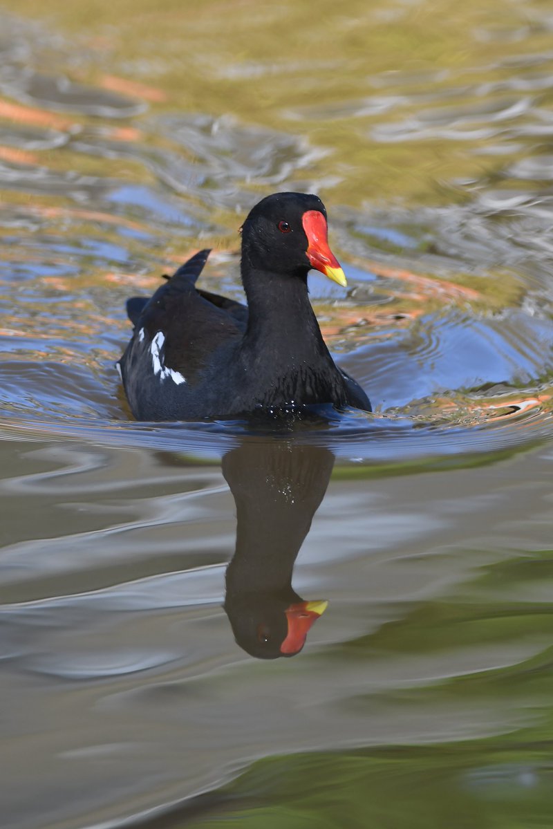 nealesmithworld's tweet image. Moorhen 
Bude Cornwall 〓〓
#Bude #Cornwall 
#Moorhen