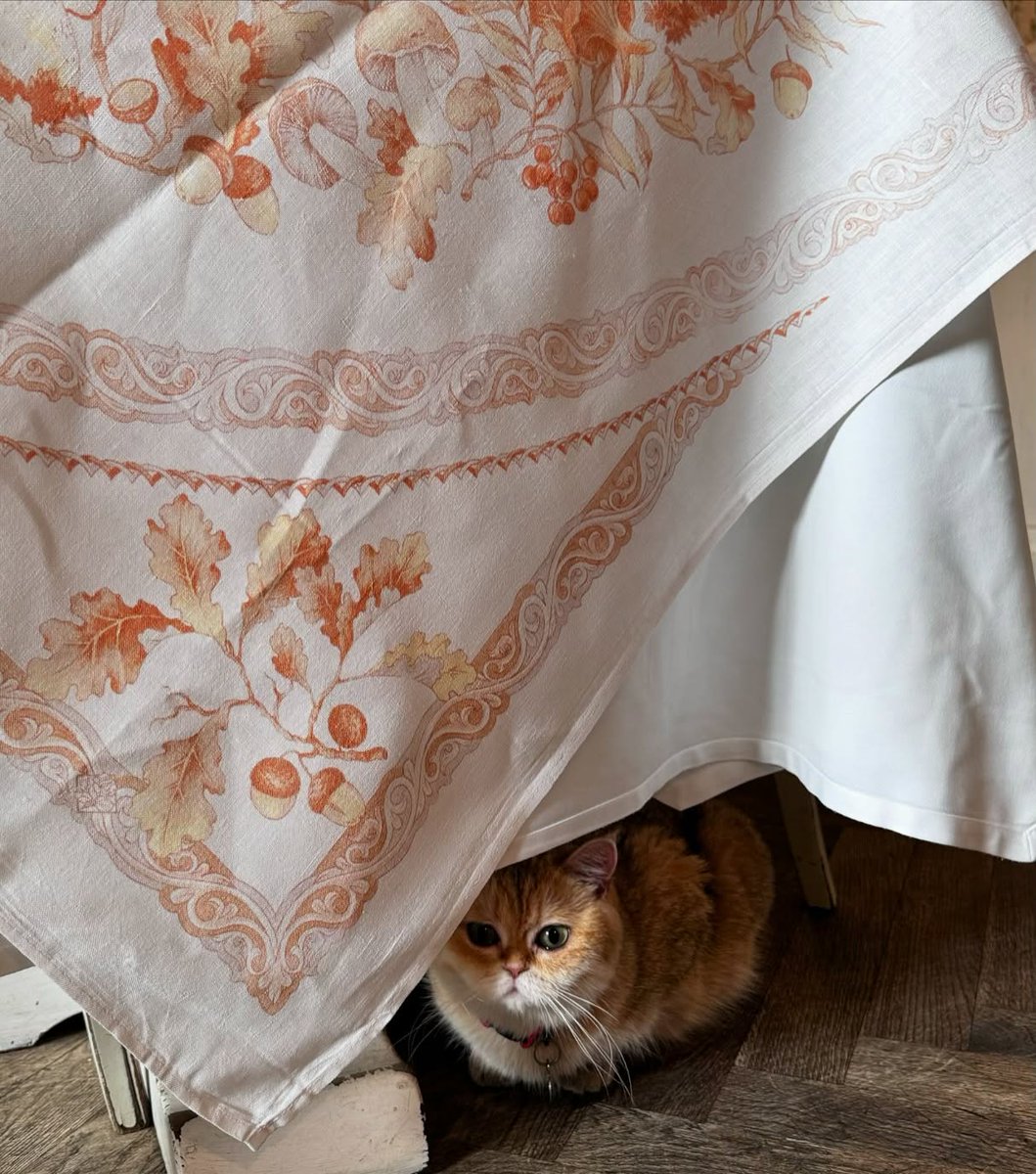 drneelam86's tweet photo. Cat secured, Peace found. 🐾
Good night
#GoodNight #CatVibes #SleepWell #NightMood #CozyFeels #ViralCaption https://t.co/4kzgqET4cI