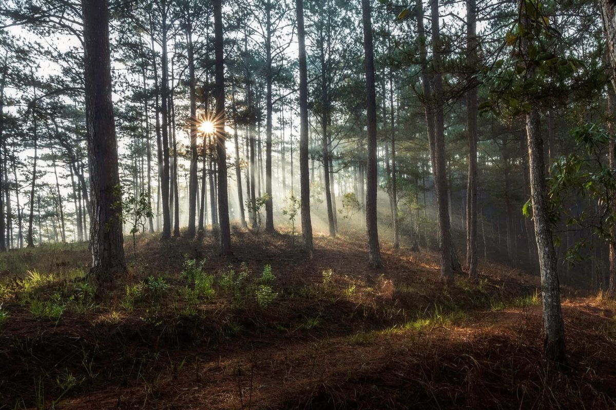 M_Fawaz91's tweet image. #Nature #NatureExplorer #NatureBeautiful #NaturePhotography #X #Dailypic  

Golden hour weaving through the trees—quiet, grounded, and exactly where I need to be. 🌲✨