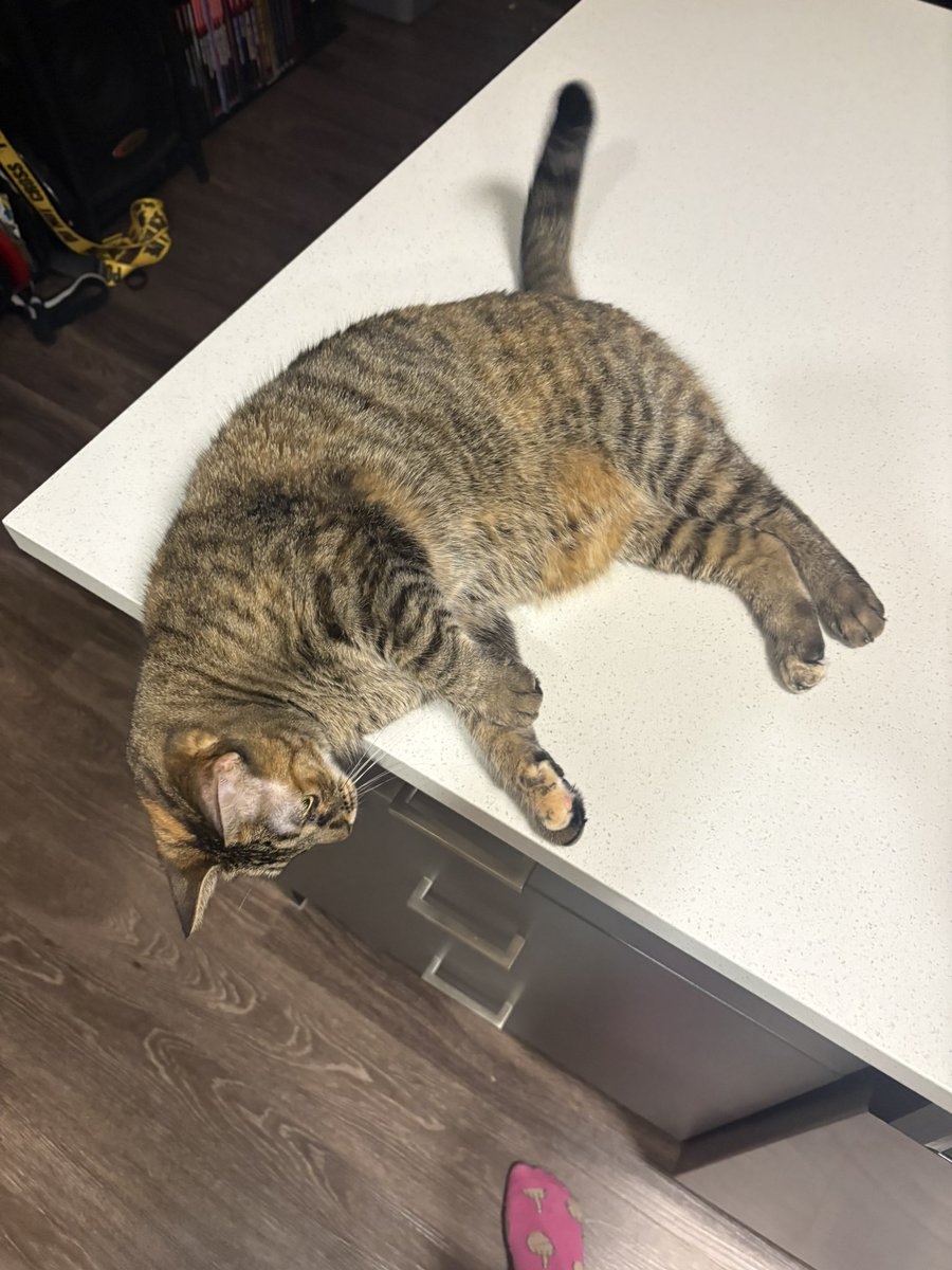 tweakydave's tweet photo. she thinks she belongs on the counter bc she is shrimp shaped⁉️ https://t.co/h74YdUe0y0