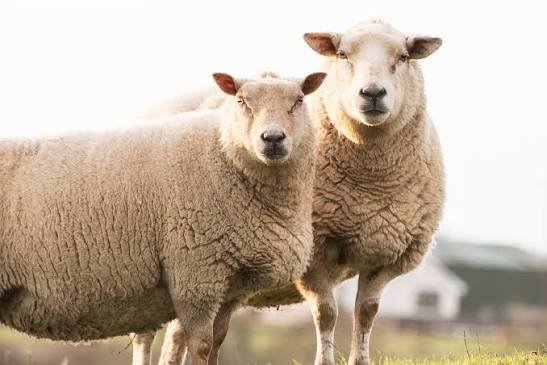 Sama Hoole tweet media