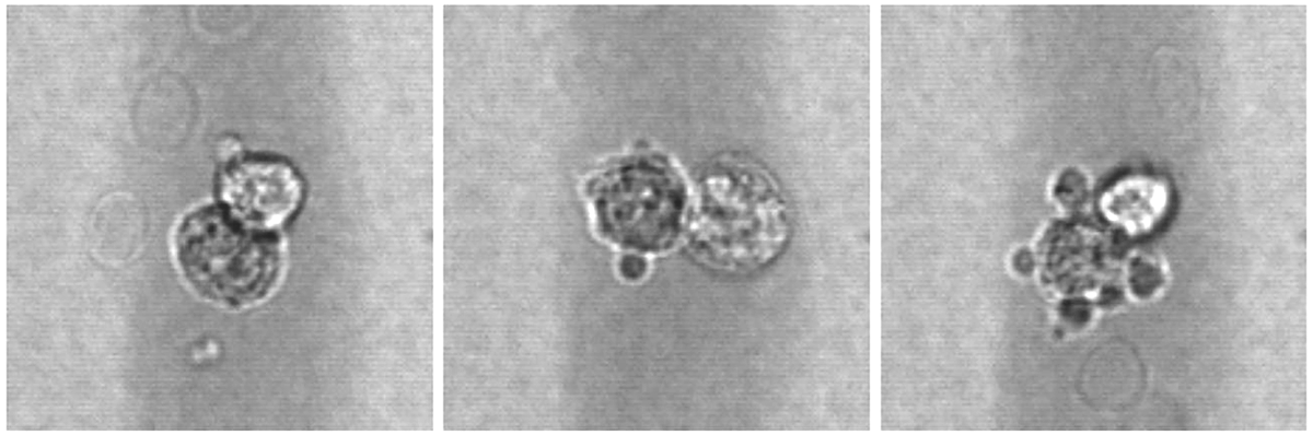 PetrizLab's tweet photo. High-throughput analysis meets cell-to-cell interaction. If you are passionate about cellular dynamics, you’ll want to read our newest contribution to Current Protocols in Cytometry: Acoustic Imaging Cytometry for High-Throughput Cell Analysis (https://t.co/EXkeOugfkl) https://t.co/eviXvQEaky