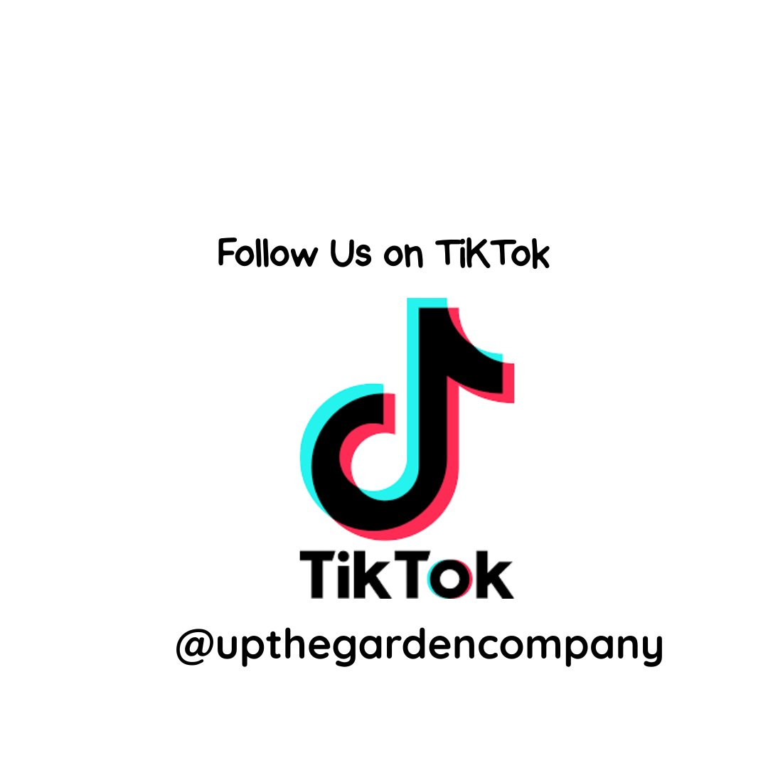 UpTheGardenCo's tweet image. 🎥🌿 Follow us on TikTok!
👉 tiktok.com/@upthegardenco…

#TikTokGarden #GardeningTips #GardenInspiration #GrowYourOwn #PlantTok #GardenLife #OutdoorLiving #UKGardens #GreenThumb #SustainableLiving #AllotmentLife #PlantLovers #SmallBusinessUK #FollowUs #TikTokUK