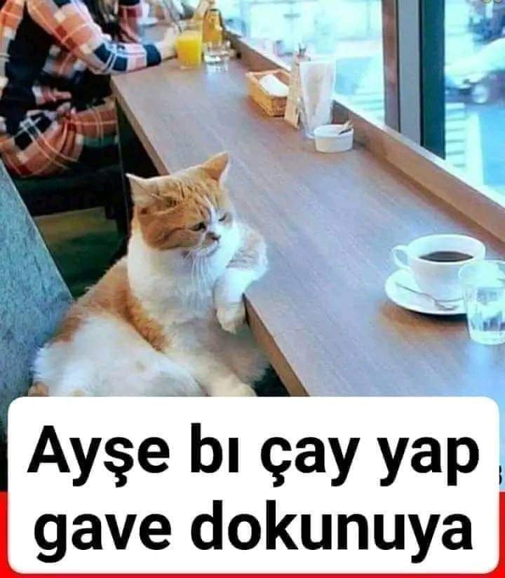 Yalnız Kurt tweet media