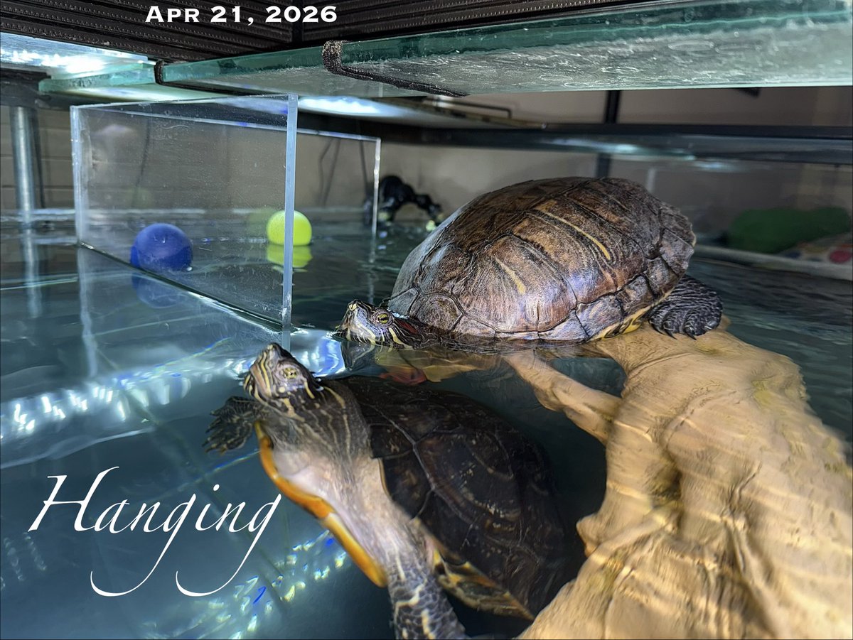 ShortyWasabiGG's tweet image. #Hanging - 042126