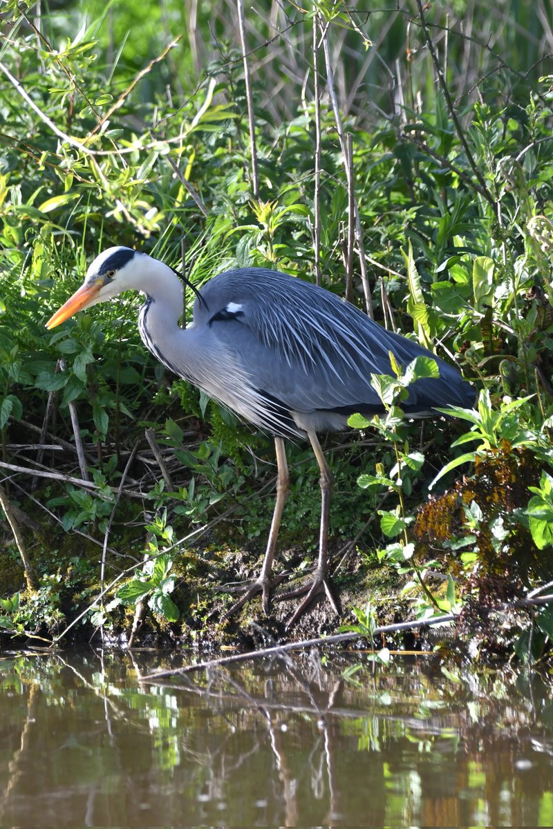 nealesmithworld's tweet image. Grey Heron 
Bude Cornwall 〓〓
#Bude #Cornwall 
#GreyHeron