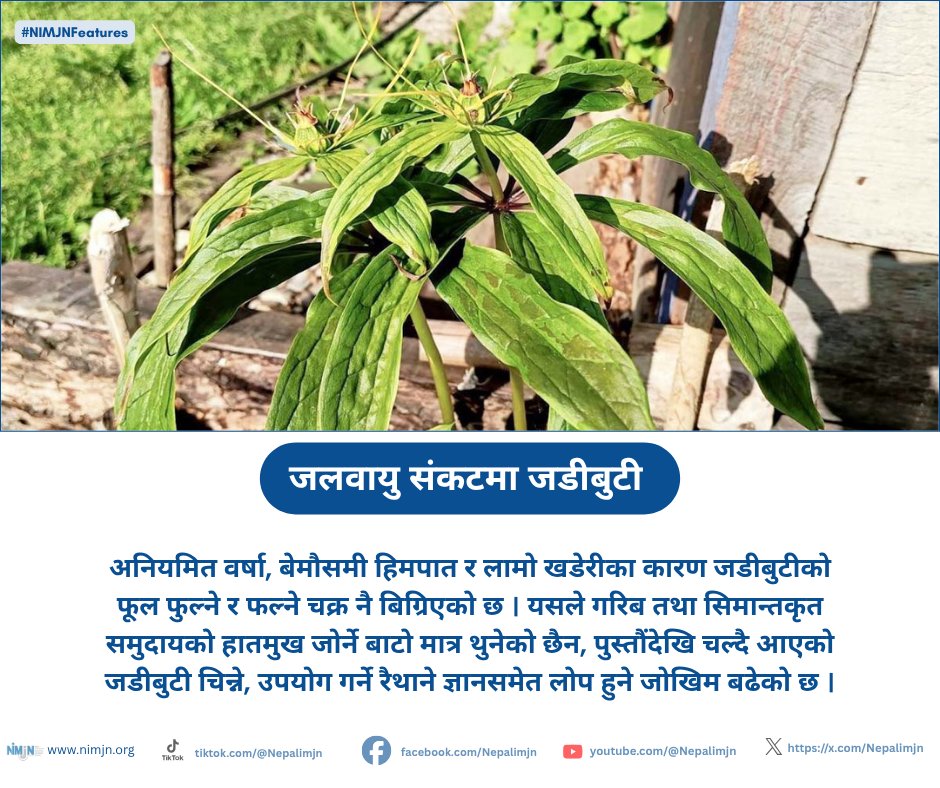 Nepalimjn's tweet image. अनियमित वर्षा, बेमौसमी हिमपात र लामो खडेरीका कारण जडीबुटीको फूल फुल्ने र फल्ने चक्र नै बिग्रिएको छ । 

Read More: nimjn.org/np/detail/377/…

#climateissue #climatenews #climatechange #medicinalplants #climatecrisis