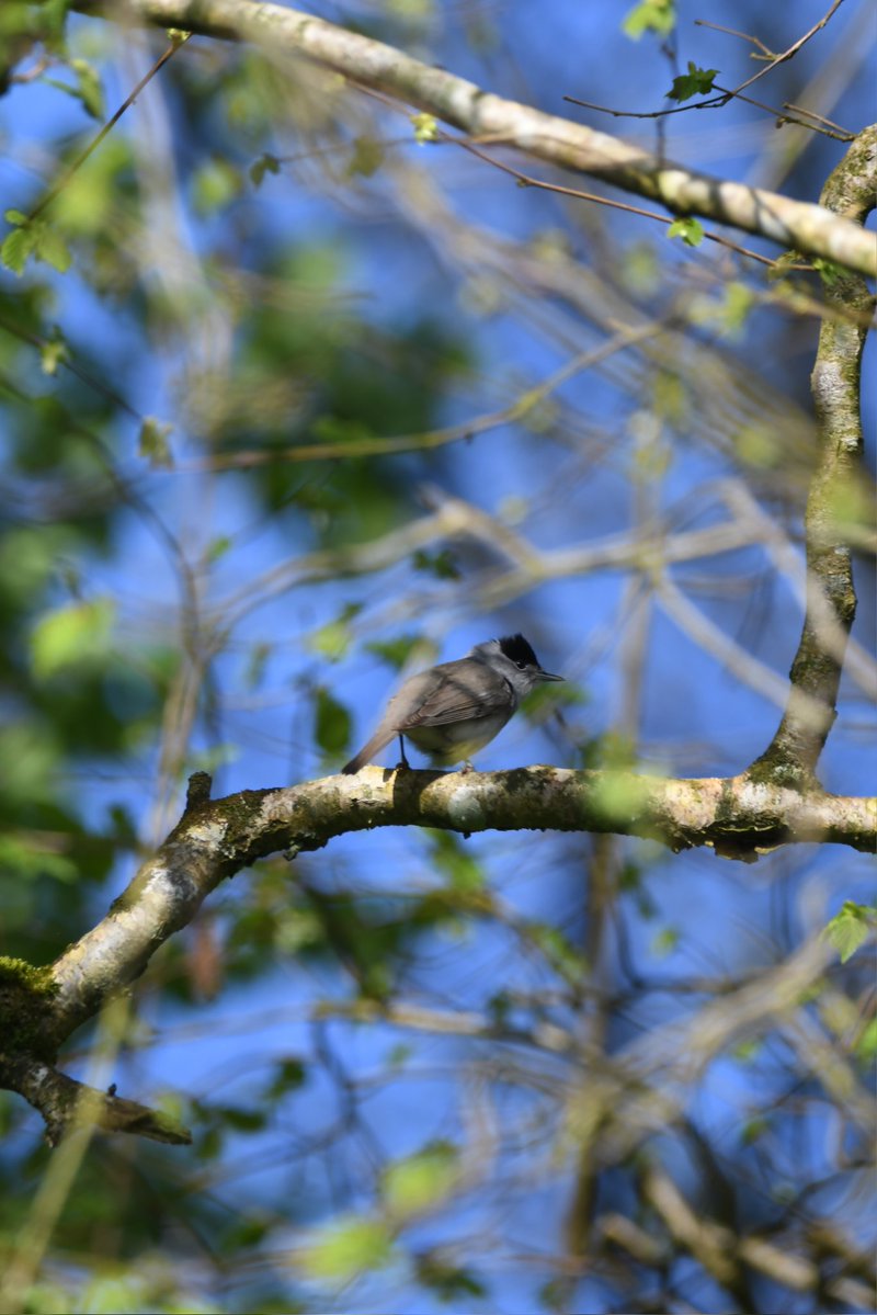 nealesmithworld's tweet image. Blackcap 
Bude Cornwall 〓〓
#Bude #Cornwall 
#Blackcap