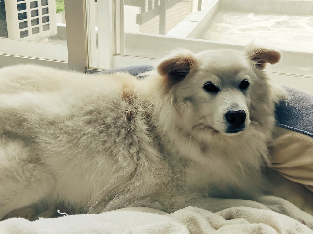 今朝のバズくん🌊🐾
全然教えてないのに、1人でコッソリお風呂場にオシッコしに行って戻ってくる天才ドッグだよ🐶
（家では頑なにトイレしないのでシート等は置いてません）
