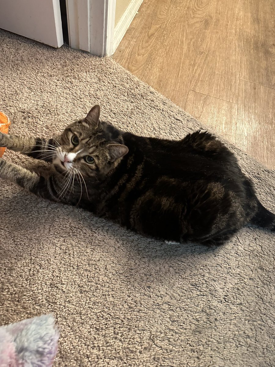 oreokittykat's tweet image. Hello friends ❤️ Lily says hello 😸 #tuesdaythoughts #CatsOnTwitter #CatsOnX