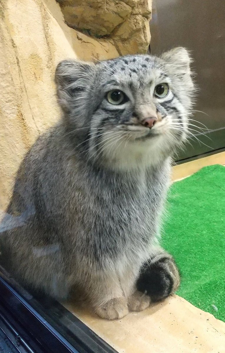 Kazumi Kaneko tweet media