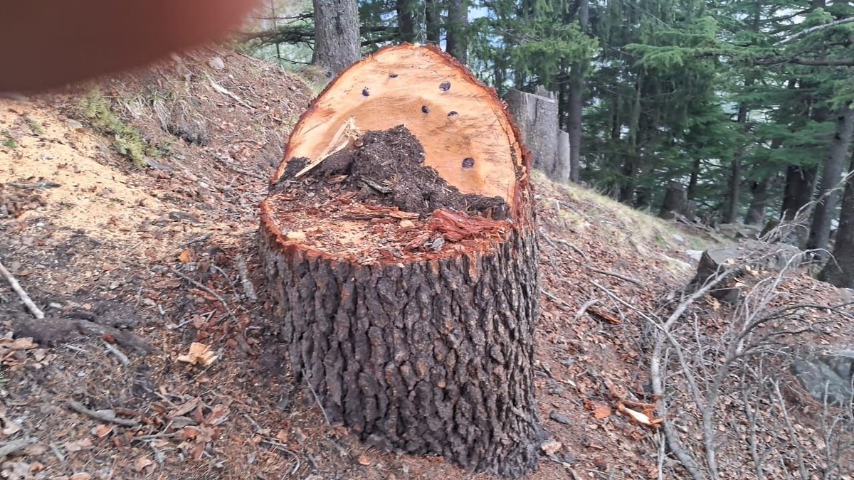 sidhshuk's tweet image. Useless Admin.
==
Deodar trees illegally felled in Himachal's Pangi, forest officials under scrutiny

follows a similar incident in Chauri forest about 10 days ago, where 7-8 deodar trees were illegally cut

#himachalpradesh #environment