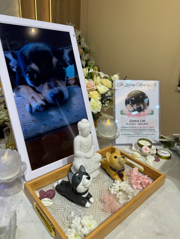 SuChanVA's tweet photo. We had 12 wonderful years with you. Will miss you so much. 🌼 https://t.co/TvjcQ6F88q