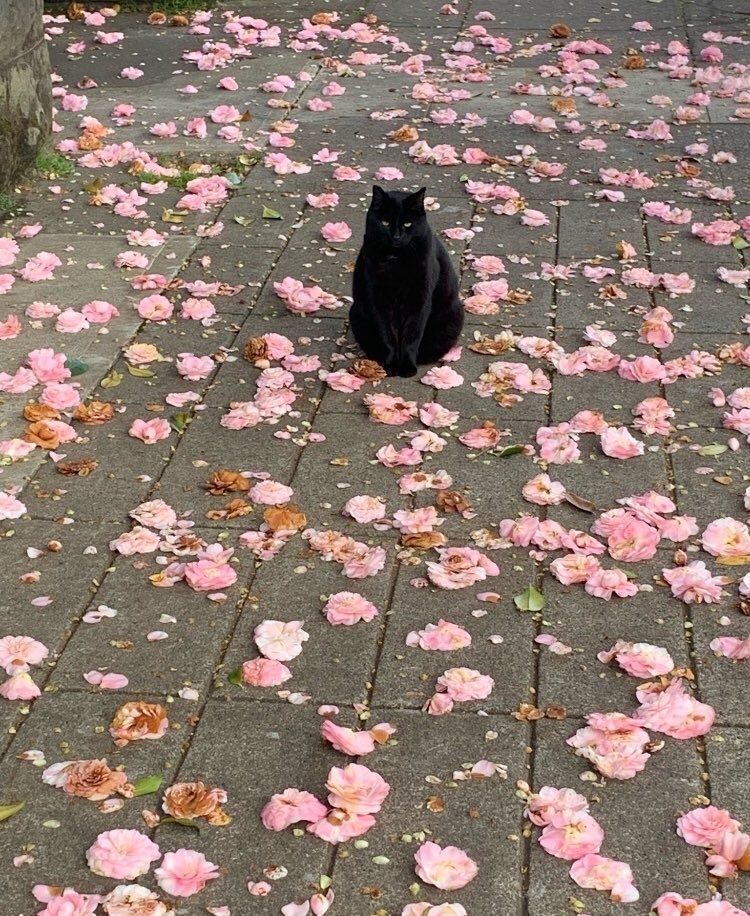 Black cats are not bad luck tweet media