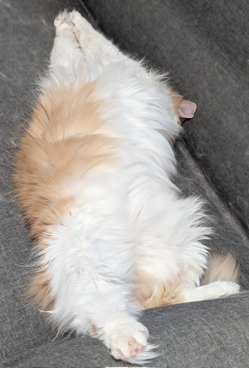 びーすけ tweet media