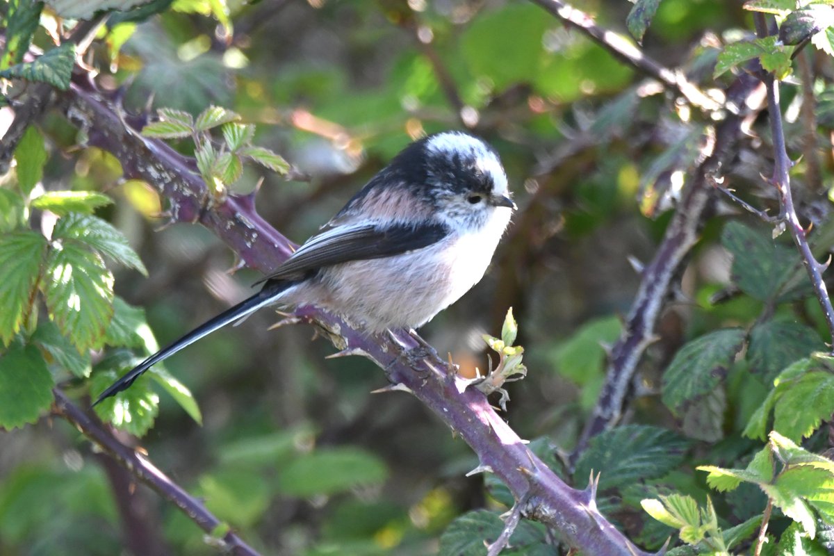 nealesmithworld's tweet image. Long-Tailed Tit 
Bude Cornwall 〓〓
#Bude #Cornwall 
#LongTailedTit