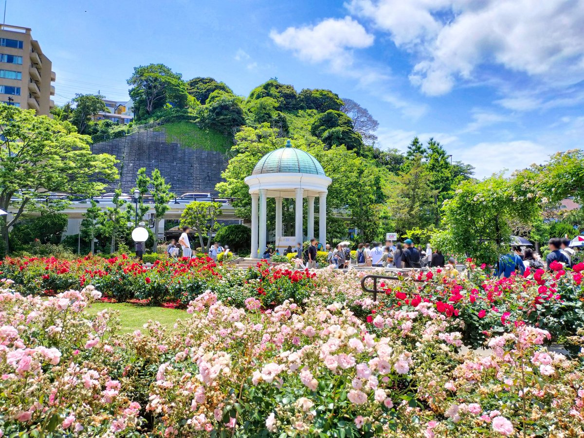feelshonan_jp's tweet photo. 📣春のローズフェスタ2026📣
春バラが見頃を迎えるヴェルニー公園で「春のローズフェスタ2026」が開催されます。

約220種,1,200株のバラが咲き誇る公園内では、バラの花苗販売やマルシェが開催するほか、当日受付のワークショップやキッチンカーが出店します。
また無料で楽しめる音楽コンサートとして、9日（土）には横須賀市消防団音楽隊による演奏、10日（日）はジャズの園内パレード生演奏が行われます。

爽やかな春の風を感じながらバラの香りと共に、心豊かなひとときを過ごしませんか？

期間：2026年5月9日（土）～ 5月10日（日）
会場：ヴェルニー公園
▶️ https://t.co/Gd0FFl4xMI