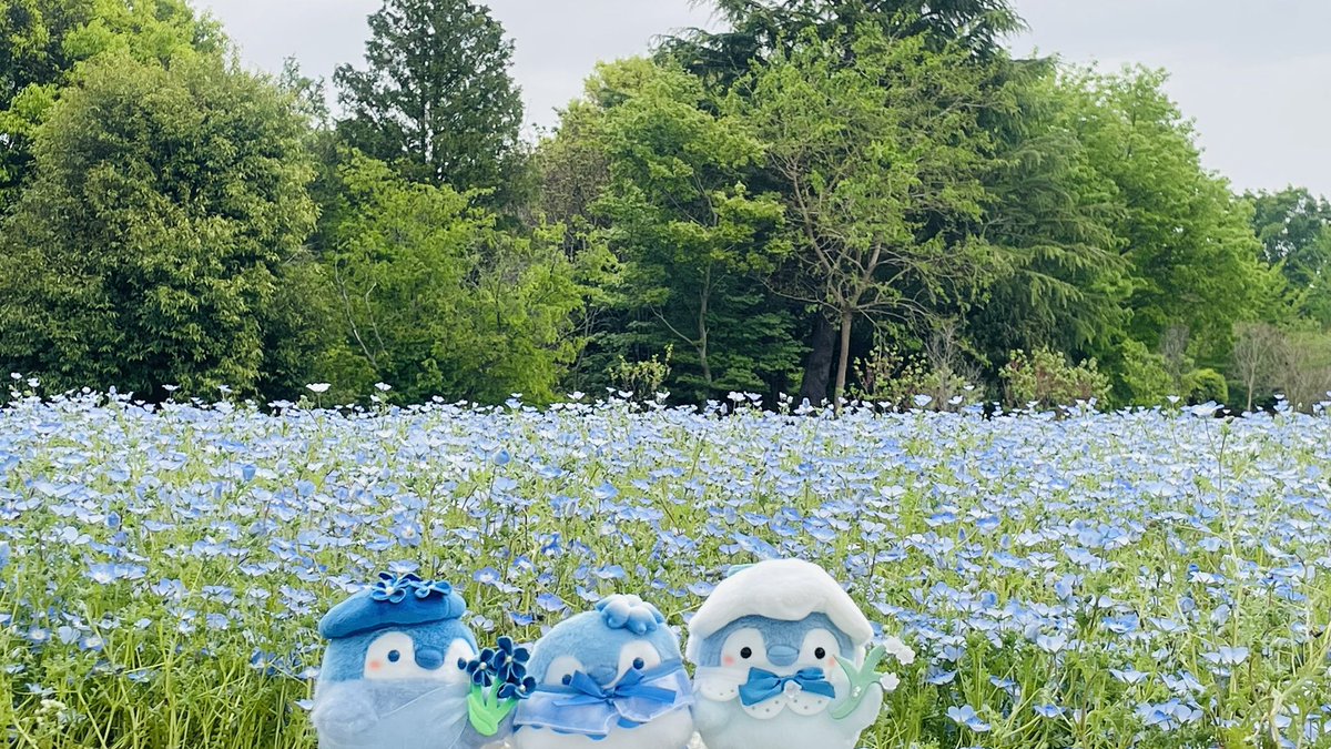 あきにょ tweet media