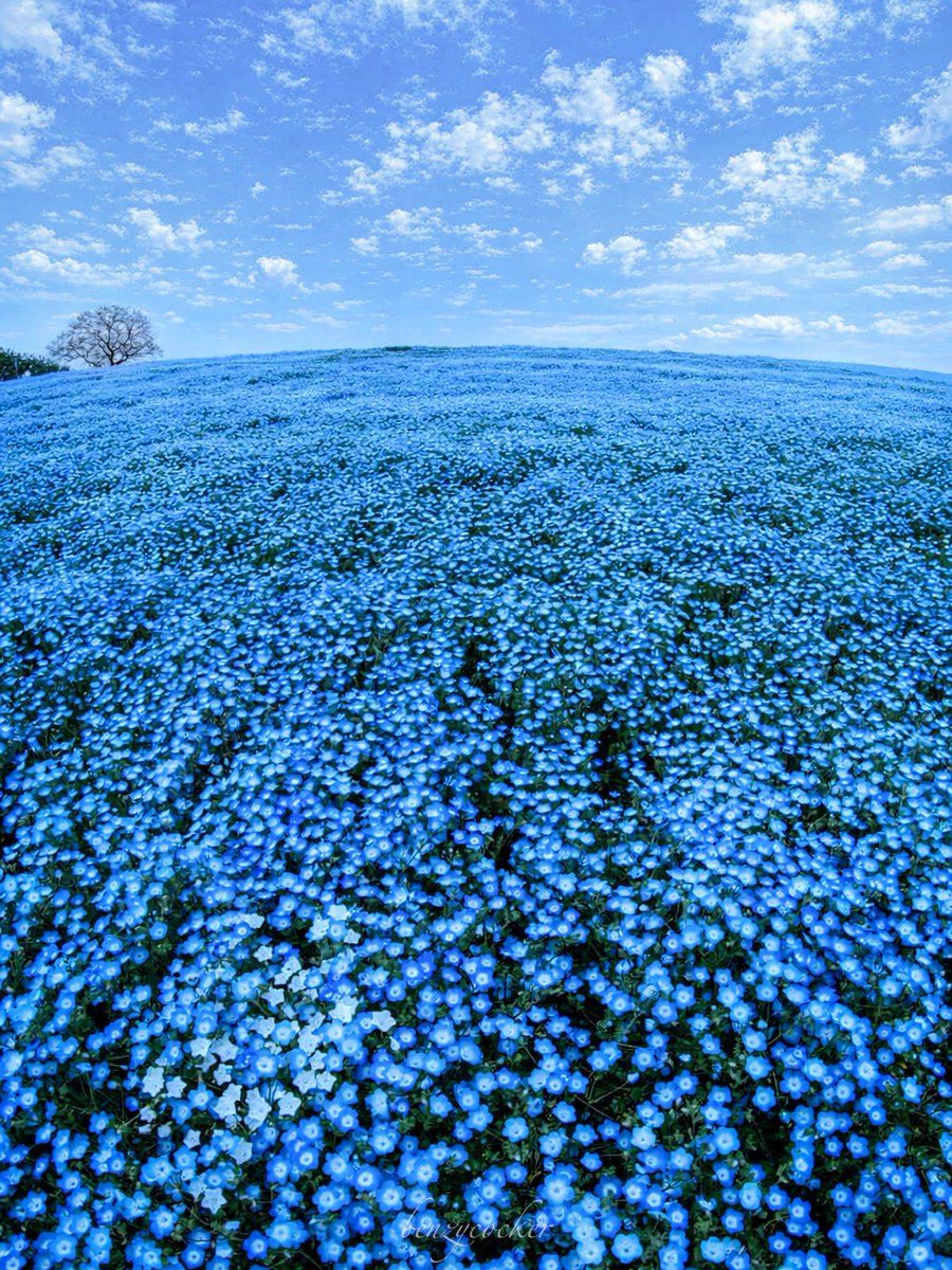 ベンジー tweet media