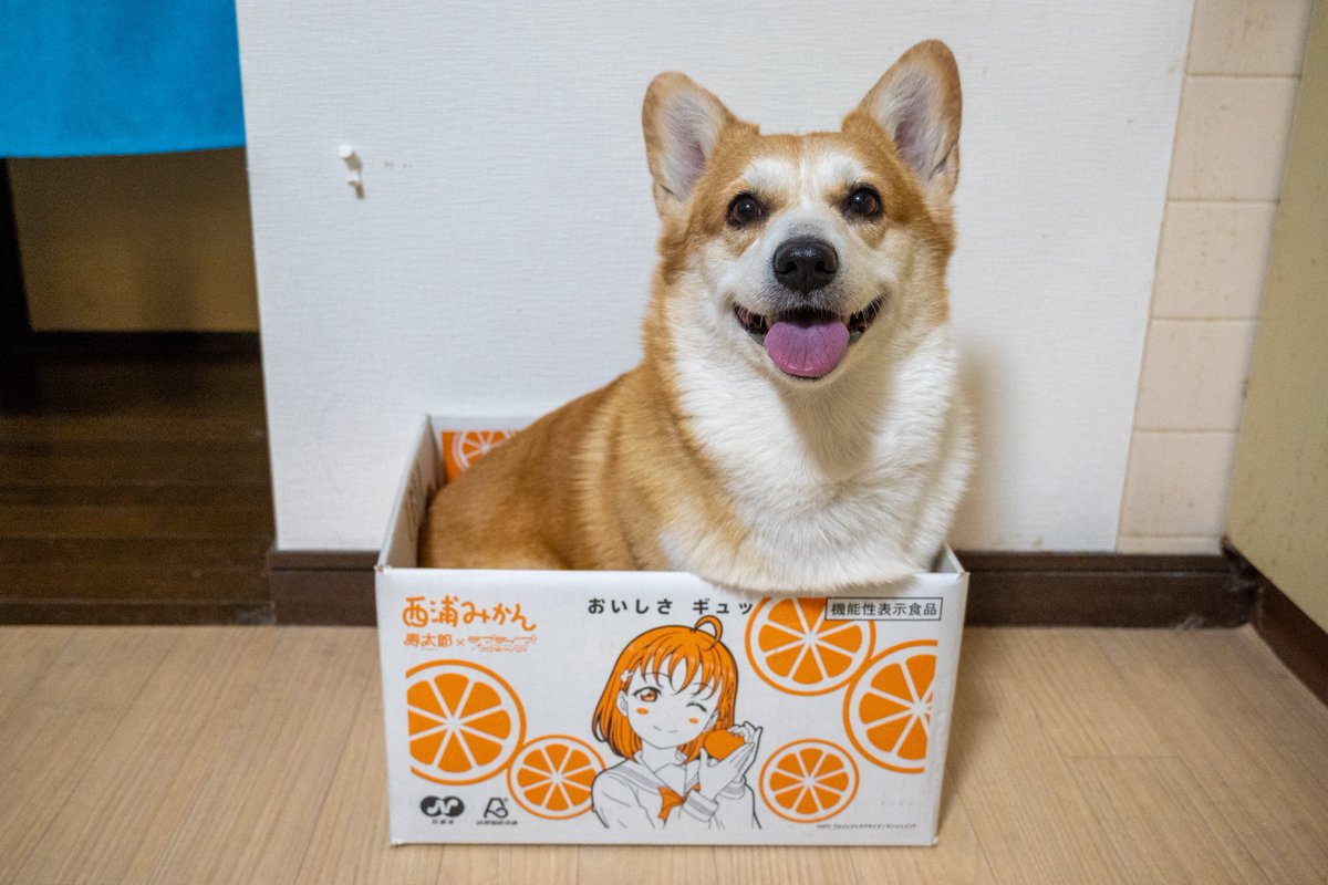 でふ (((((((((っ･▲･)っ🍫 tweet media