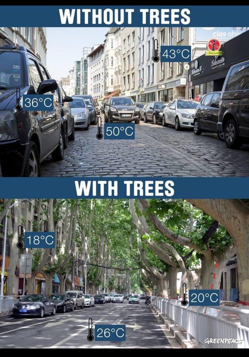 Trees keep cities cooler.
Concrete absorbs and radiates heat. Without trees, cities become “heat islands,” making summers unbearable and increasing electricity use.
#SaveTreesFromConcrete
Surajya Abhiyan