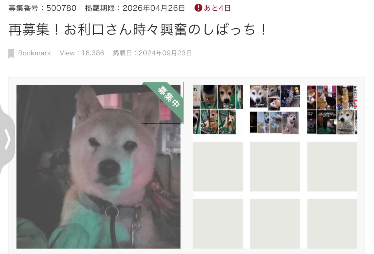 🟦4月26日あと4日‼️ 再募集！お利口さん時々興奮のしばっち！
⚫️募集番号：500780  北九州市動物愛護センター
⚫️センターに収容され、その後もあちこち振り回された子
　飼い主の迎えは来ず、センターの環境を強いられてからか噛むように