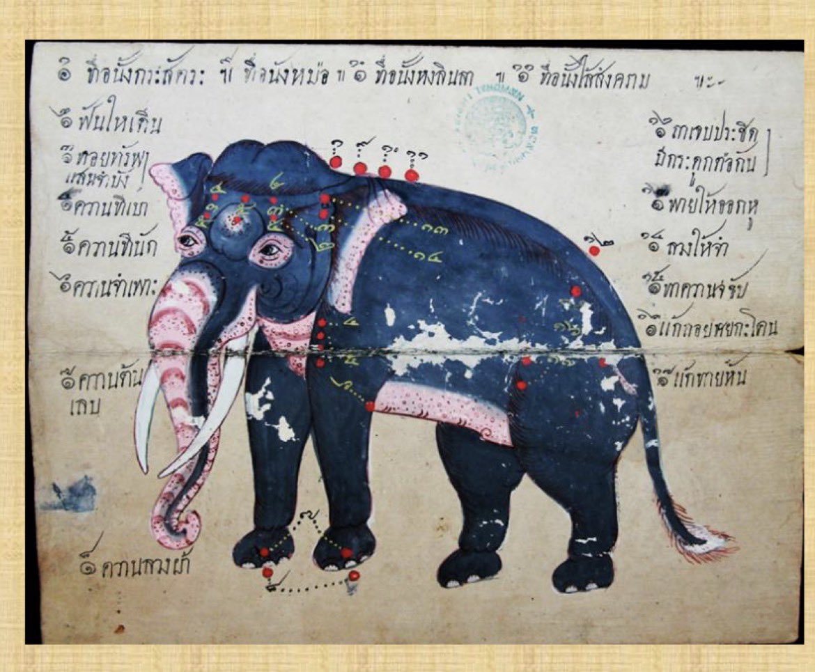 Chainarong19921's tweet image. จากตำราคชกรรม 
จุดที่๑กษัตริย์นั่งคอ 
จุดที่๑๑ที่นั่งไสสงครามในที่นี้อาจจะหมายถึงตำแหน่งพระยาไสสงครามคอยให้จังหวะ 
จุดที่๑๒ท้ายประชิด เป็นที่นั่งของควาญ ซึ่งจะถือขอมีลักษณะยาวเป็นพิเศษเพื่อบังคับช้างได้ทั้งตัว