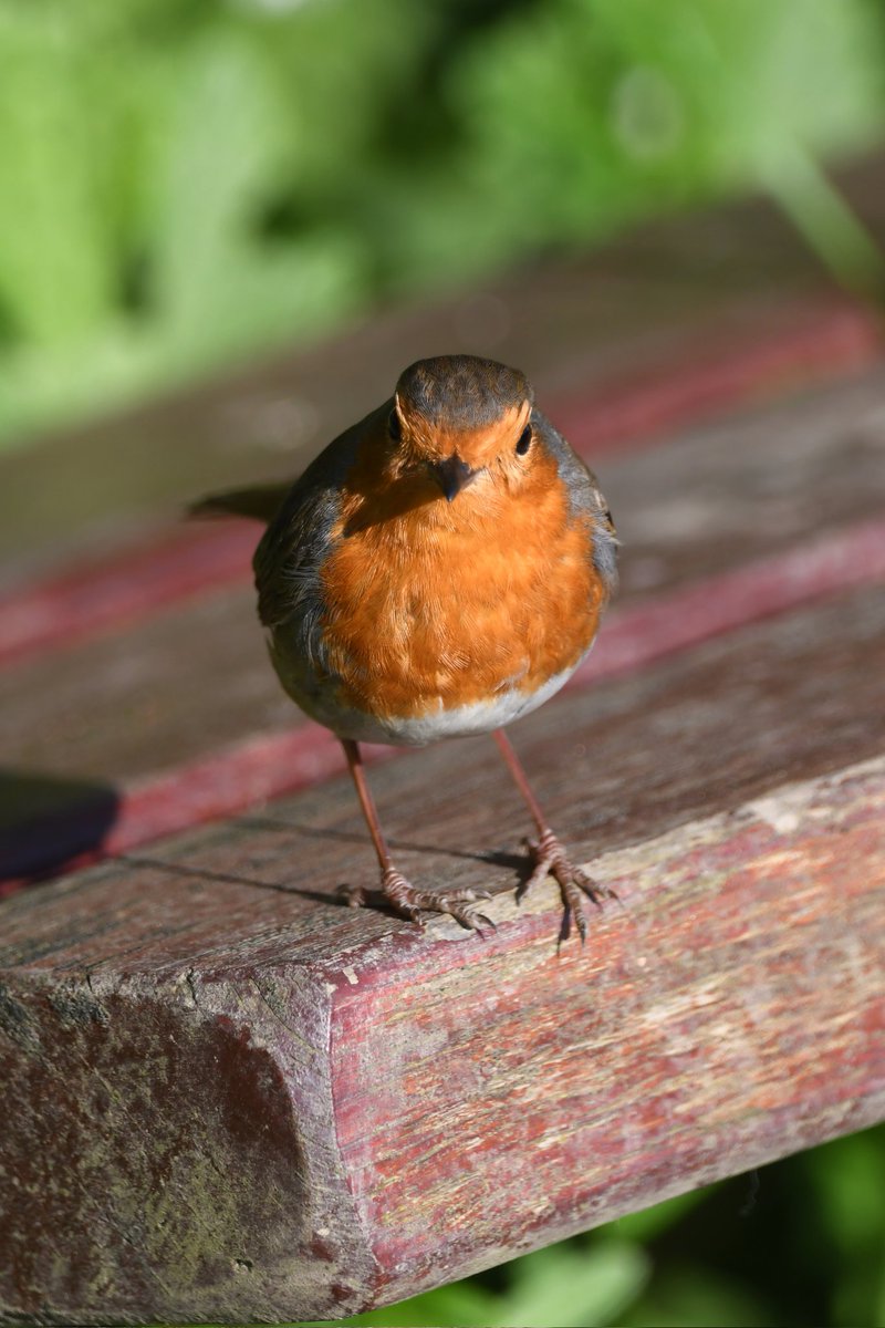 nealesmithworld's tweet image. Robin 
Bude Cornwall 〓〓
#Bude #Cornwall 
#Robin