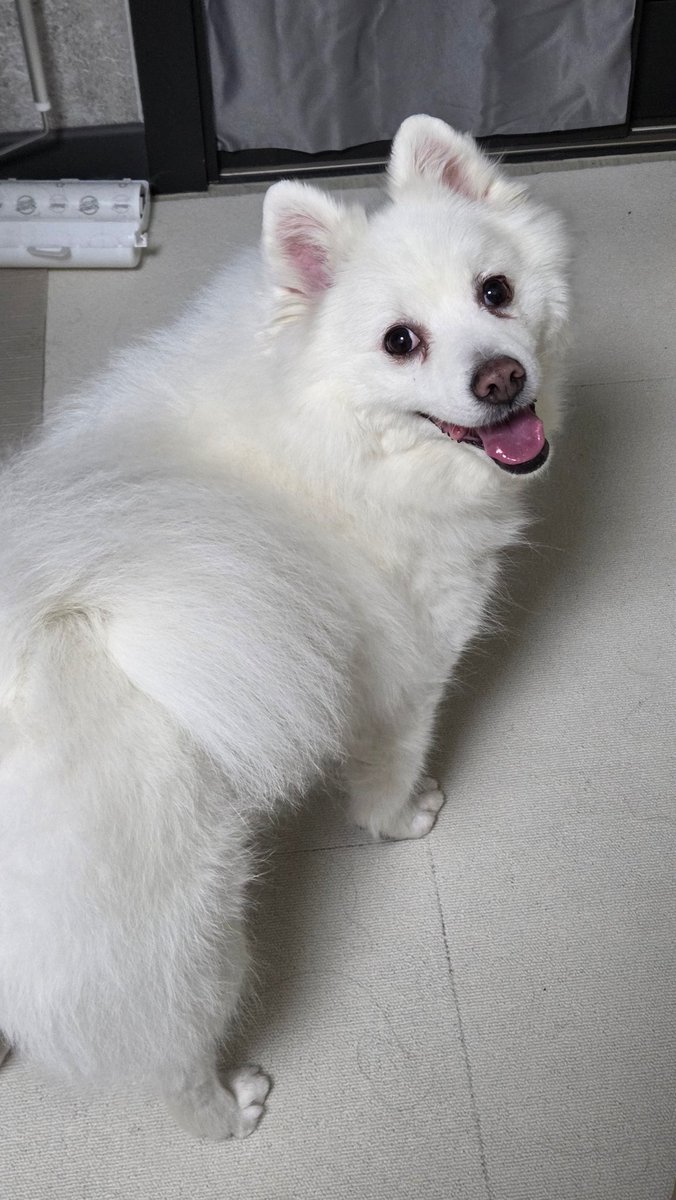 🍊=MIRINAE=🍊 tweet media