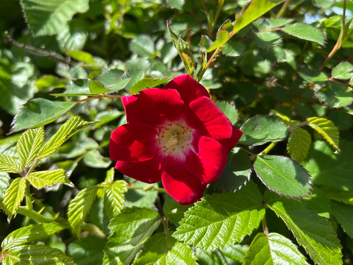 manuelacasasoli's tweet image. From my hikes...

A small red rose for our Earth.

Umbria - 2026

Have a good day!

#hiking #adventures #nature #flowers #EarthDay2026