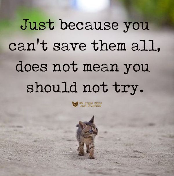 Cats and Kittens (@catsnkittys) on Twitter photo 