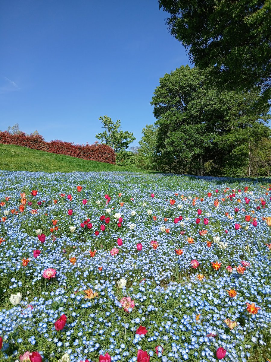 charlie20000522's tweet photo. ネモフィラとチューリップ #讃岐まんのう公園 #香川 #ネモフィラ #nemophila #blueflower https://t.co/KsUV9wZsE7