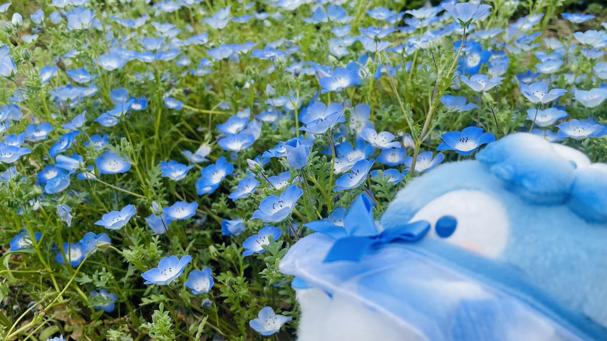 あきにょ tweet media