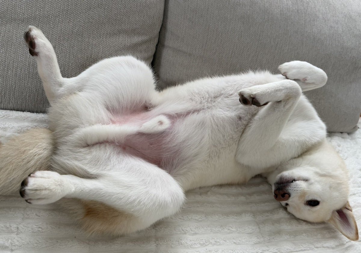 男色ディーノ tweet media