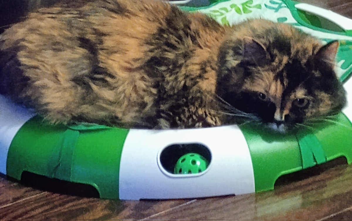 𝖬ɑ𝗋ɣ 𝖫ꪱᜒʑʑɣ 🦋 tweet media