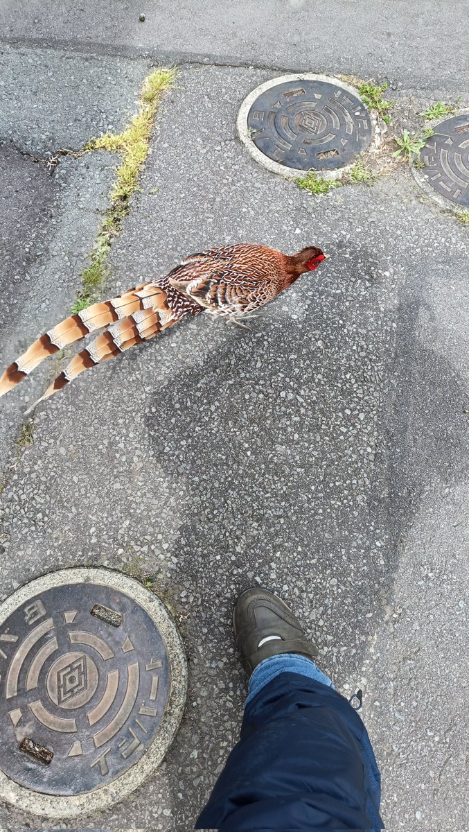 おでかけポコ tweet media