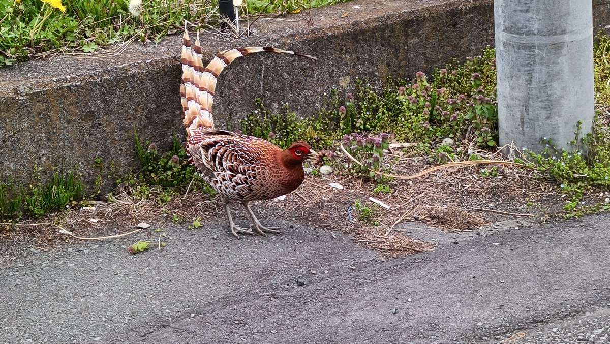 おでかけポコ tweet media