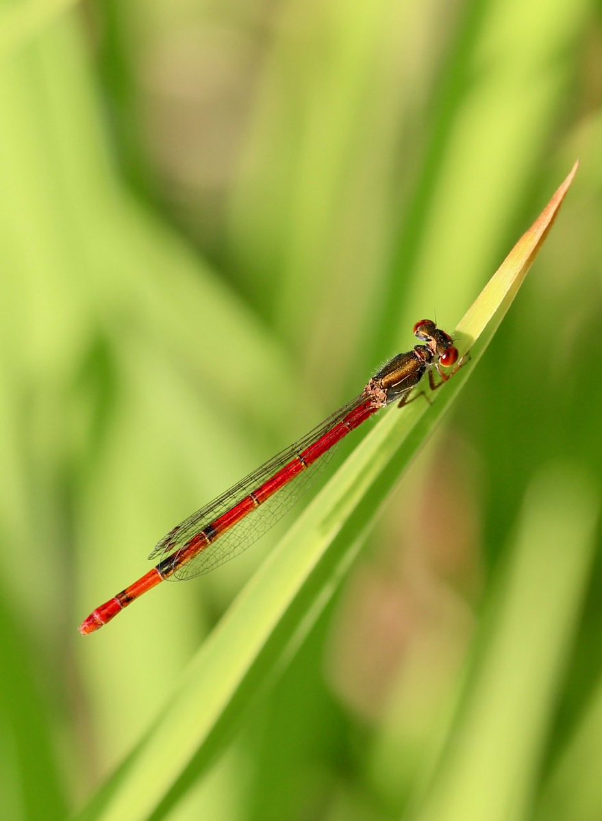 Thorax bronze sur dominante rouge pour l’Agrion délicat, à l’affût au jardin. #Demoiselle #InsecteAuxiliaire #Jardin #MaraisPoitevin