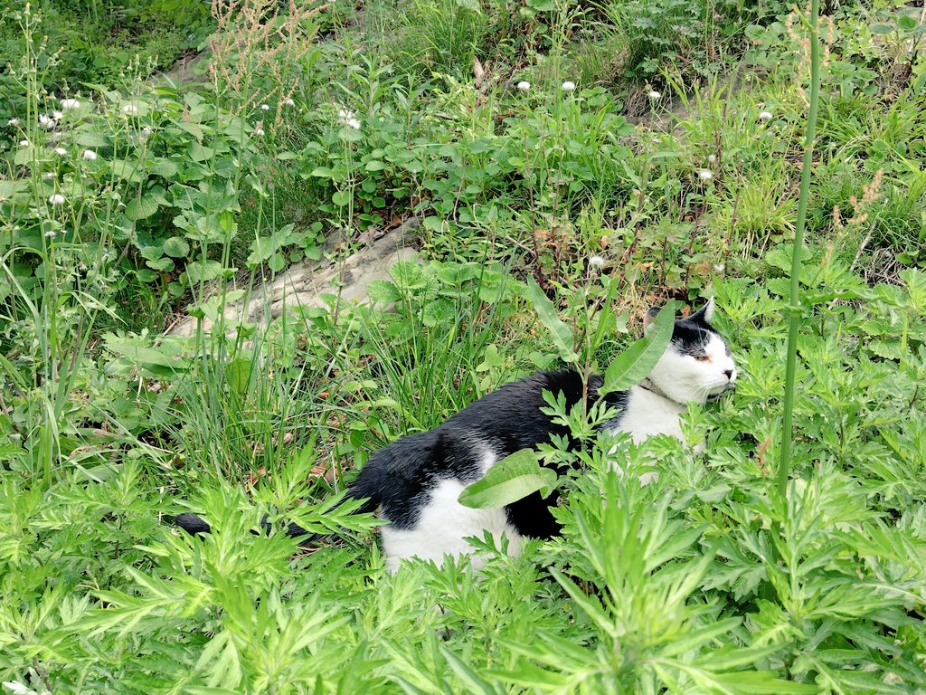 マック&シュンカナ-054🐈‍⬛🐈️ tweet media