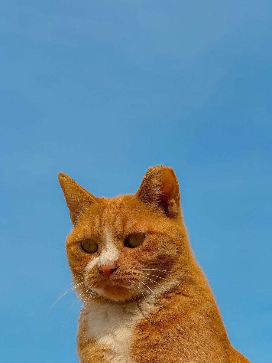 바게트 tweet media