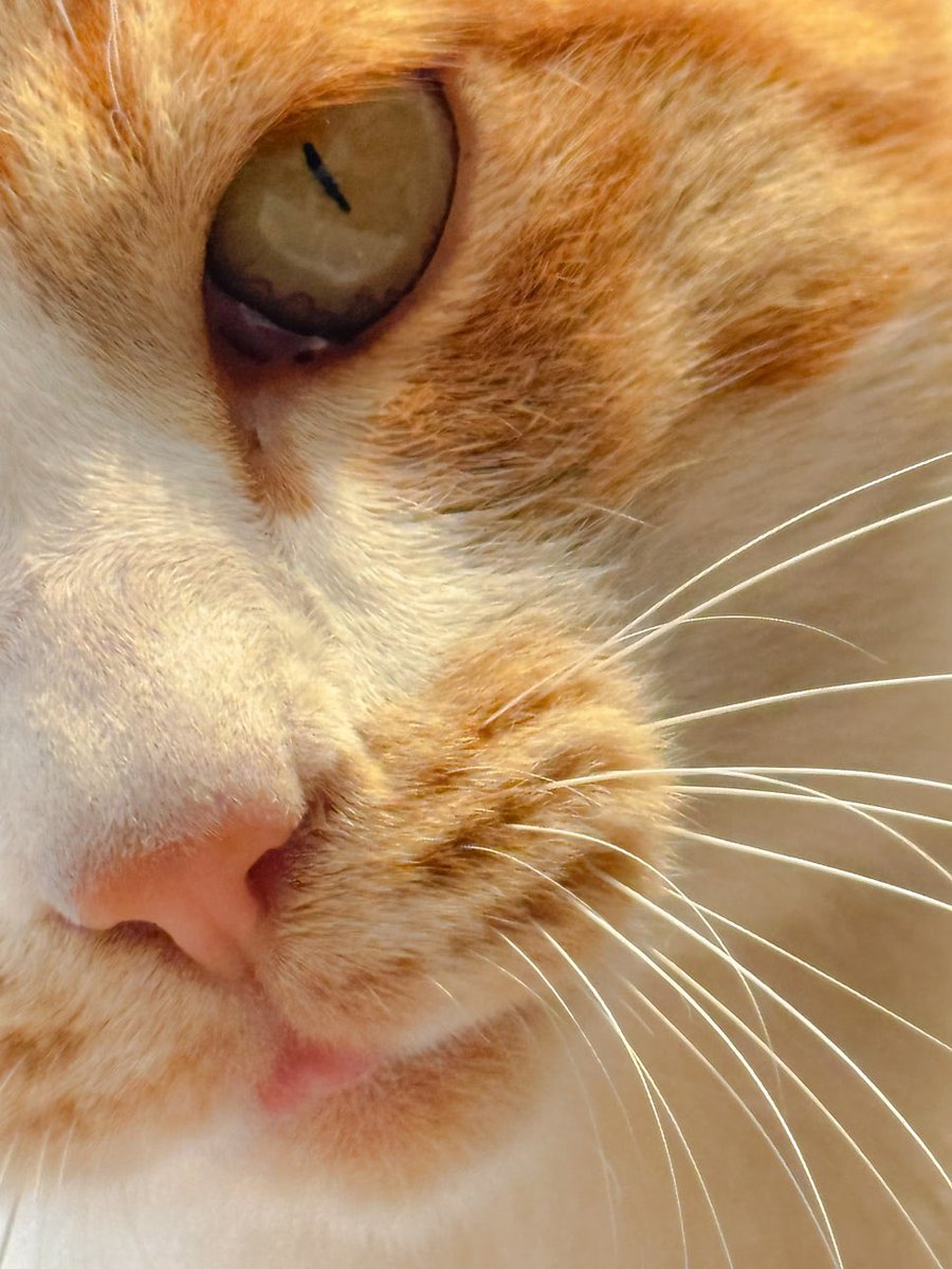 바게트 tweet media