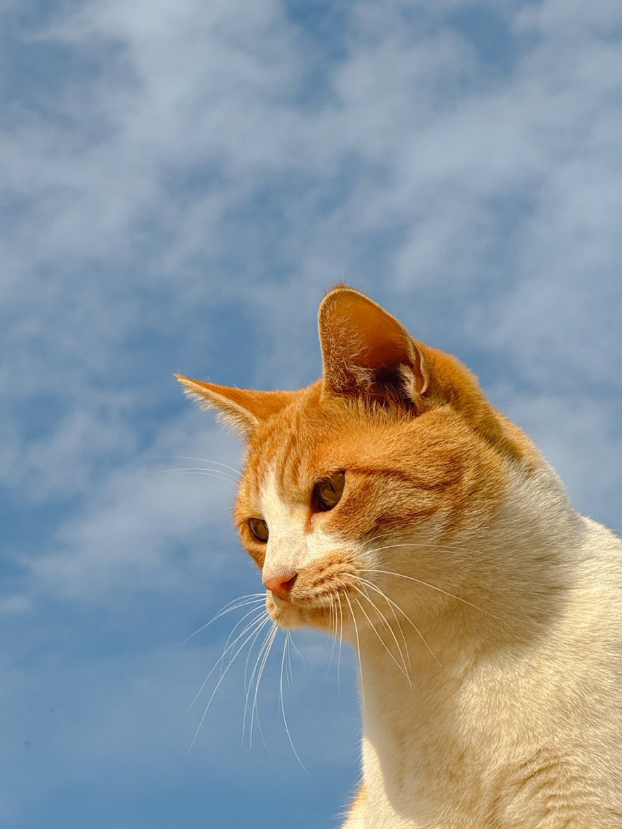 바게트 tweet media