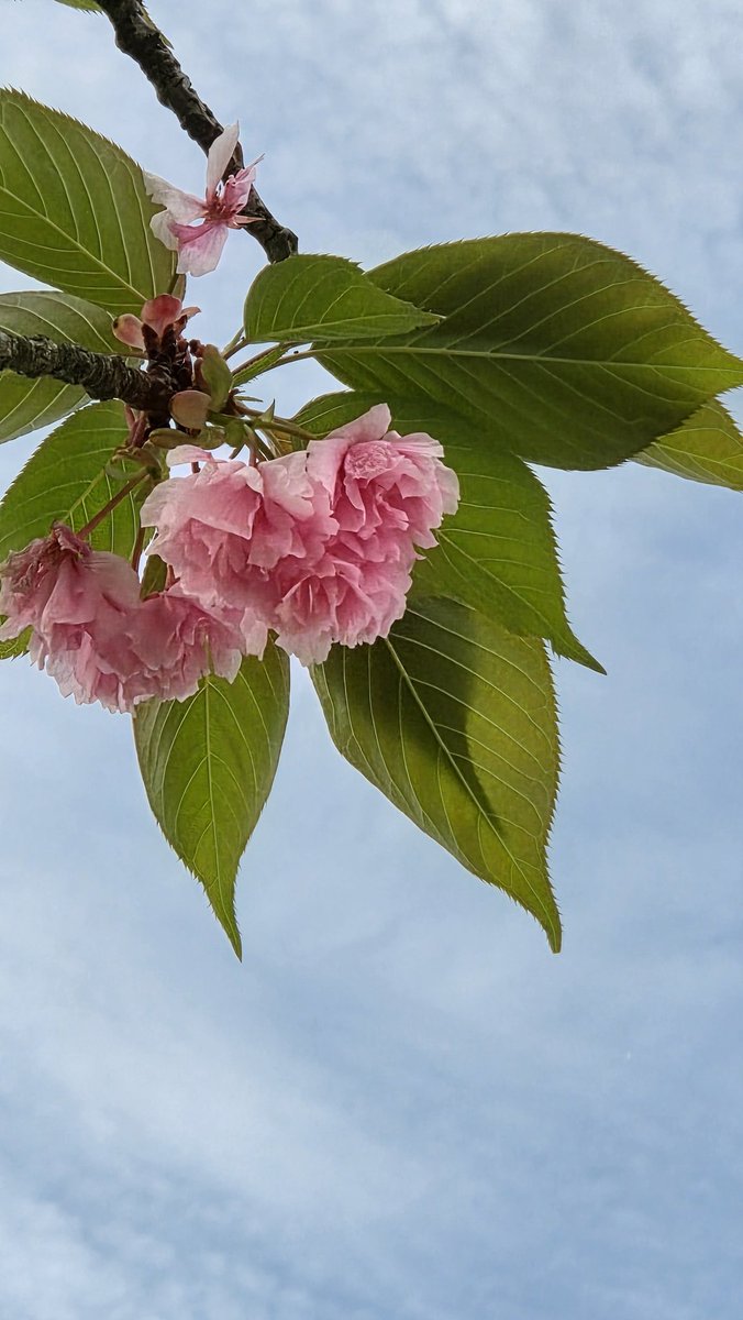coffee_ease's tweet photo. 八重桜🌸もう終わりだね
いよいよ初夏

#八重桜 #仙台堀川公園 https://t.co/QxxYHDy3n0