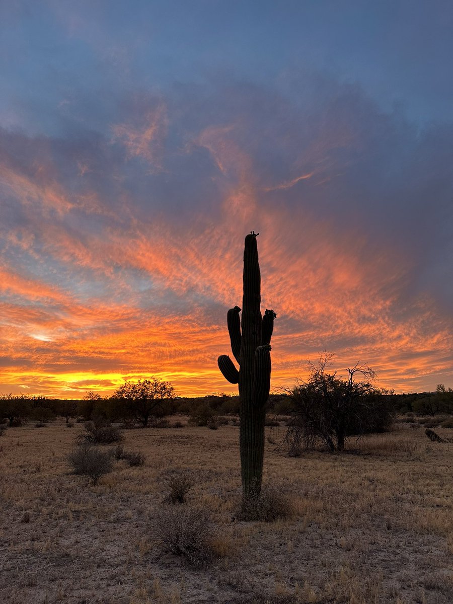 RefriedBrean's tweet photo. Saguaro sunset tonight in #Tucson, Arizona. https://t.co/daAkkFSqxg