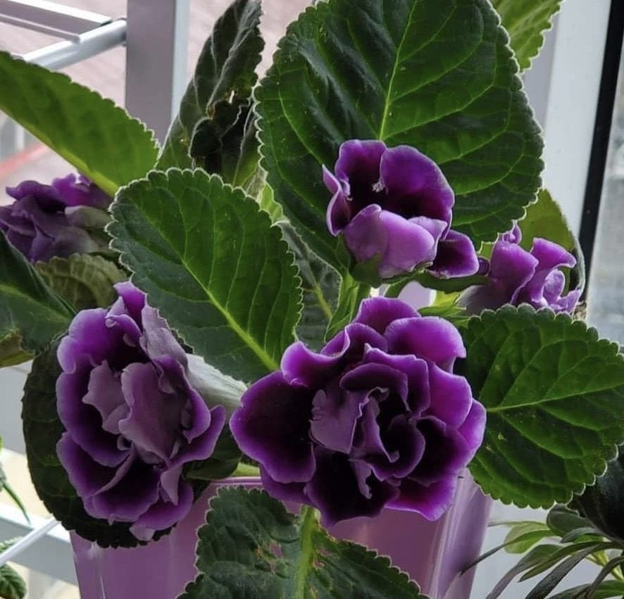 Enkhiin Jargal♡💜♡ tweet media