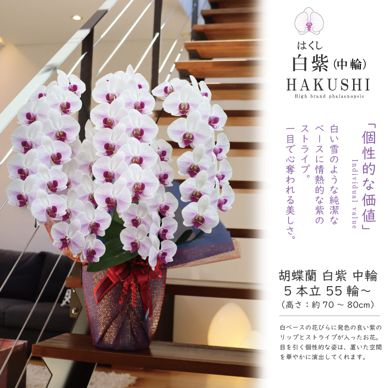 msd_shop's tweet photo. 周年のお祝いで嫁ぎました。

★お届けのお花
【白紫 はくし 5本立ち 中輪 55輪～ 白い花に紫のストライプ】

★こちらのお花情報
https://t.co/TegHsBNIFM

■楽天市場のMSDナーセリー
https://t.co/Vl350aHR5l

#白紫 #周年祝い #純国産の胡蝶蘭 #胡蝶蘭 #msdナーセリーで感謝の気持ちを伝えよう https://t.co/6HH9VOnlVK