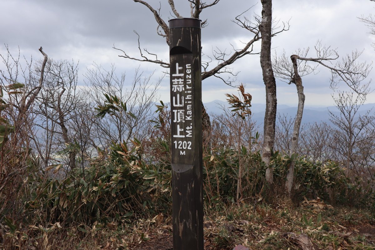 tekarii's tweet photo. 20日 蒜山三座を歩いてきました。
下蒜山～上蒜山と歩きましたが登山道はカタクリロードでした！ https://t.co/n5tAXupSYt