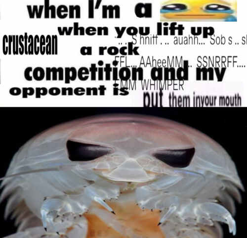 ⚓🐛io tweet media