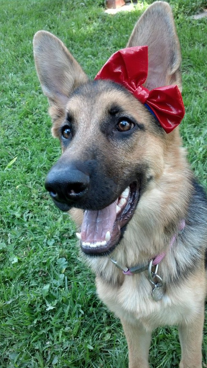 sleeper1089's tweet photo. @ArteryFiery 
everyone meet Gala teller Winston. https://t.co/NL0V2kZY5u