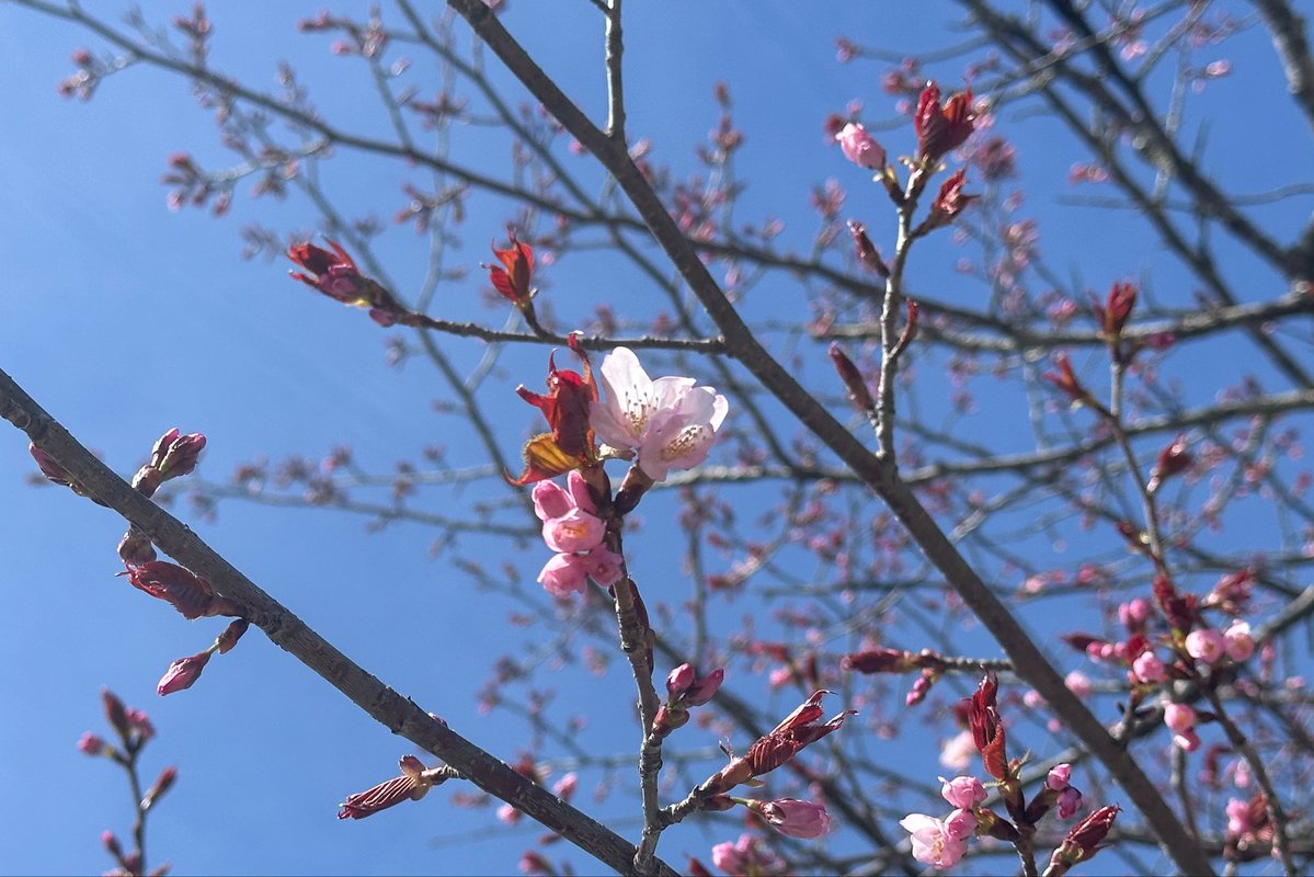 日光自然博物館 tweet media